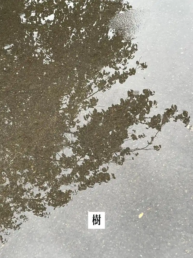 树和树的影子.#影子 - 抖音