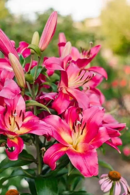 百合花,以其高雅的姿态和淡雅的芬芳,成为了园艺世界中一颗璀璨的明珠