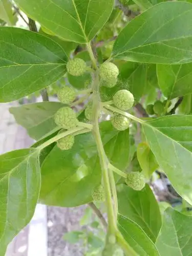 胡楼:百年柘树话沧桑