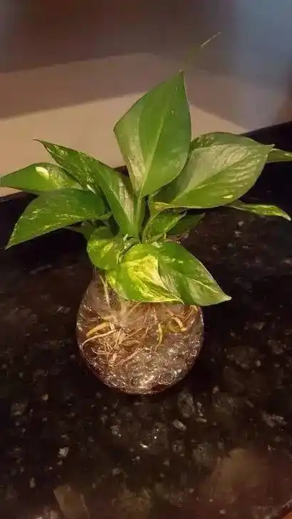 土培绿萝转水培,别人养在水缸中是什么感觉?