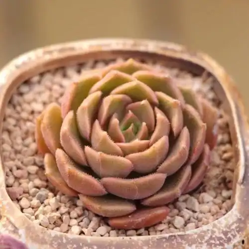 求这几种多肉名称