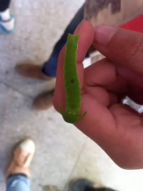 求解这是什么虫子