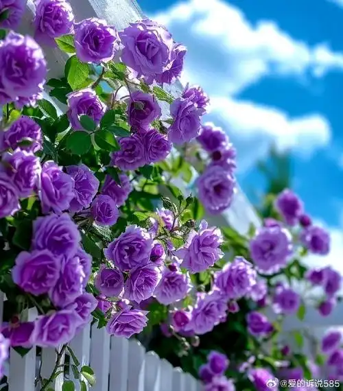 每天都是不一样的风景,用心经历,好好珍惜!早安#早安##阳光信用