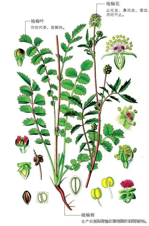 常用中草药(地榆)