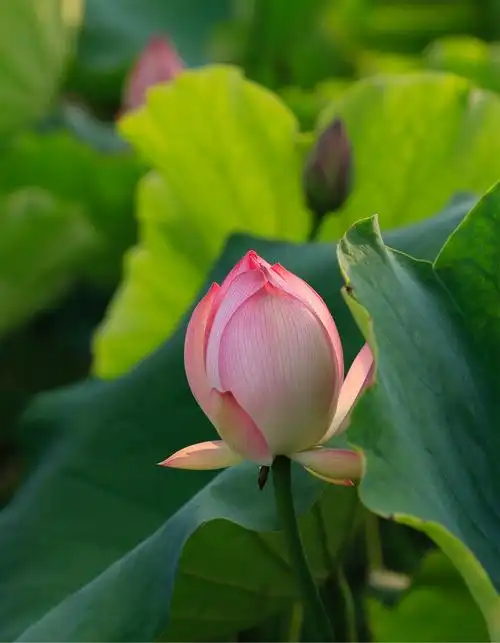 夏日炎炎荷花别样