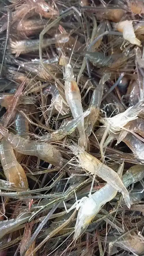 刚到纯天然大河虾,速度1382381648.13549149844