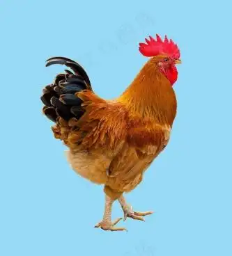 免抠png图片ps素材鸡