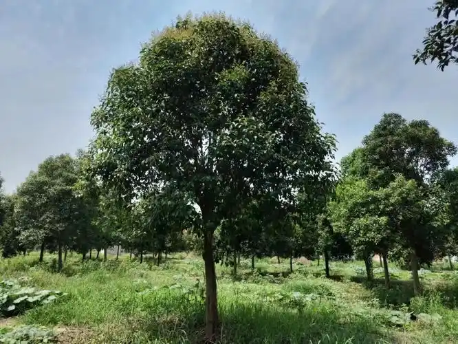 求:15公分大叶女贞,53棵 油松高4.5米,265棵 造型 - 抖音