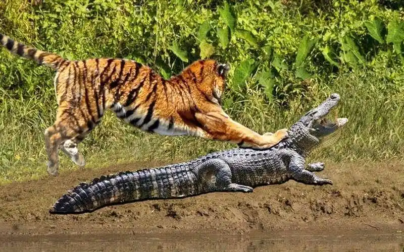 老虎抢了鳄鱼食物,鳄鱼发怒找老虎算账,结局让人意外