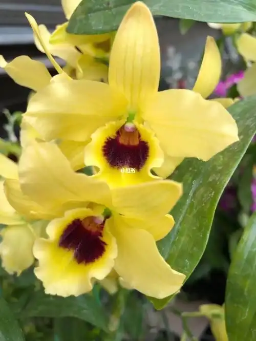 67金太阳石斛稀有品种