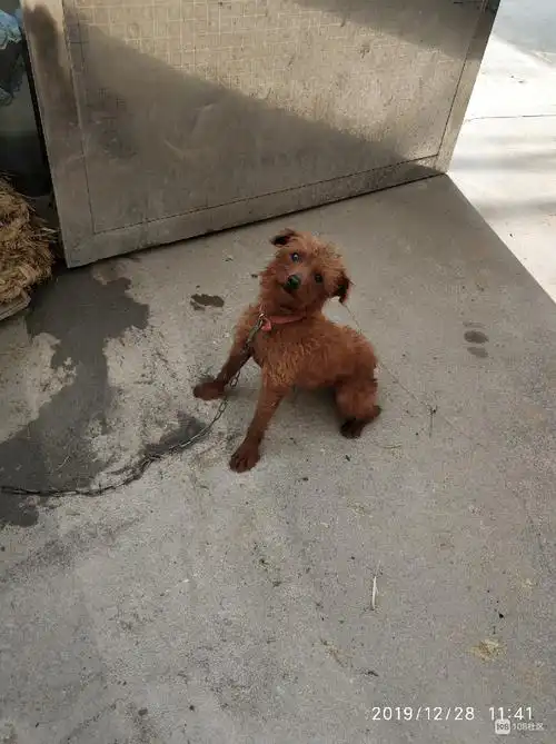 泰迪杂交狗谁要