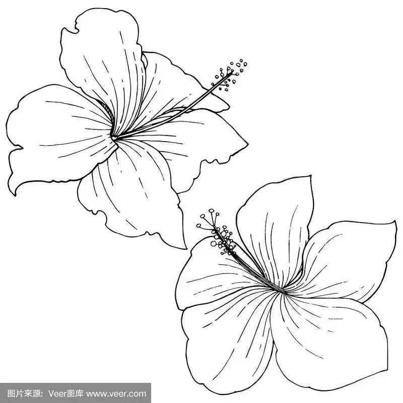 载体芙蓉花热带花卉.黑白篆刻水墨艺术.分离木槿插图元素.