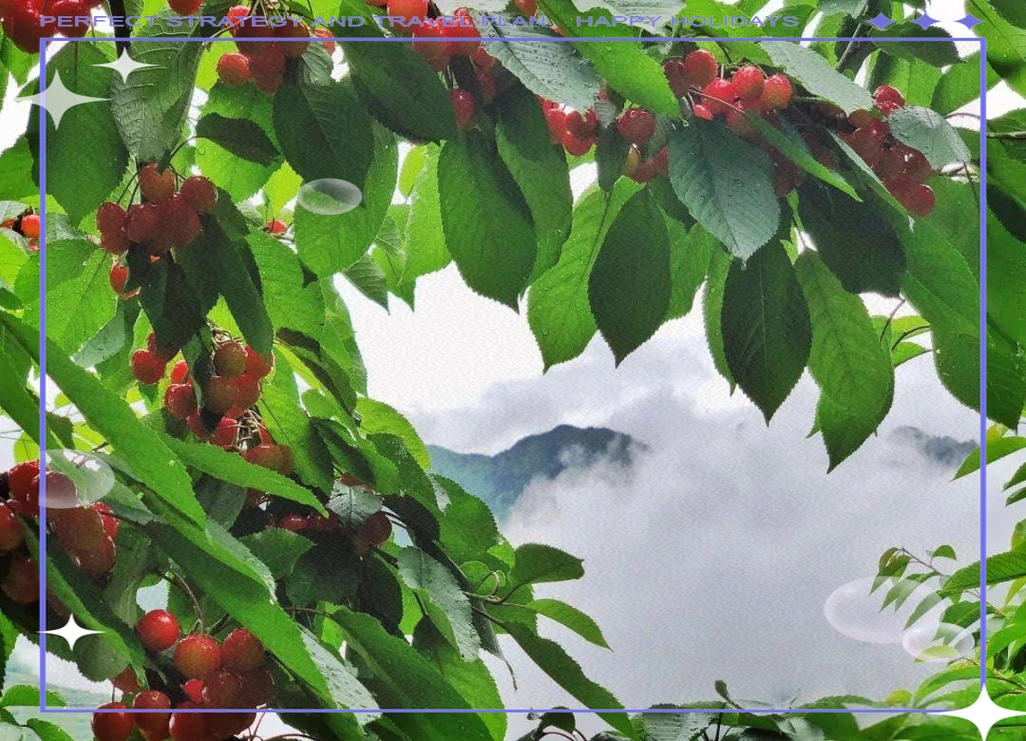 七年间,四川深山里的水晶车厘子之旅