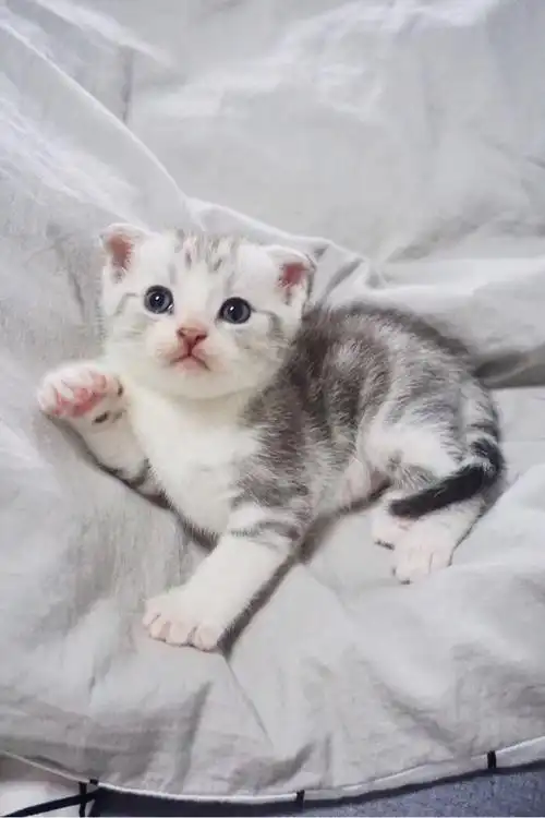 美短(折耳猫)dd求带走