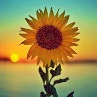 表示充满希望的图片唯美_微信头像图片大全