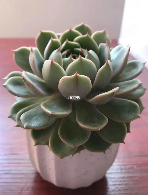 5年的多肉植物名字叫苯巴蒂斯