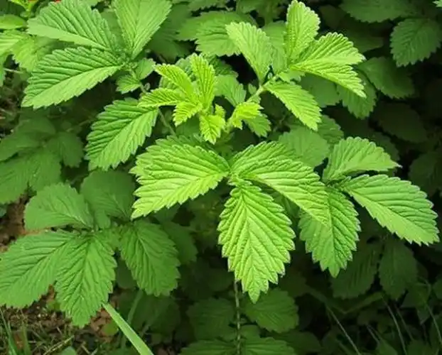 农村路边常见龙芽草人称仙鹤草万能解毒王还是美味的野菜
