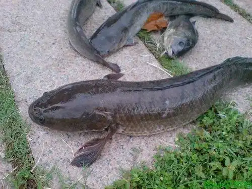 鳢科      channidae       &