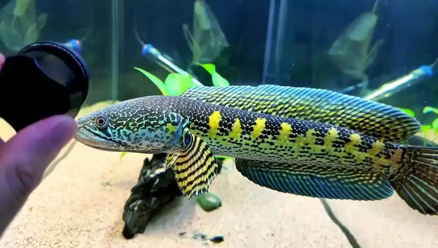 黄金眼镜蛇雷龙训鱼的日常一