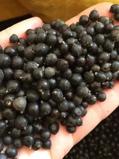 云南黄山栾种子生长习性