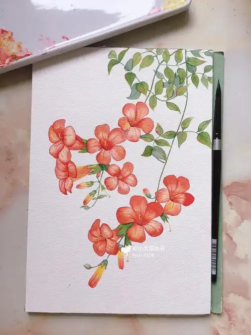 水彩花卉原创水彩凌霄花附线稿和过程