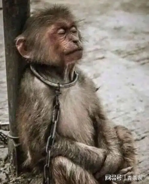 那些施虐者在现实中往往活得憋屈而软弱,在面对强者之时表现得卑微而