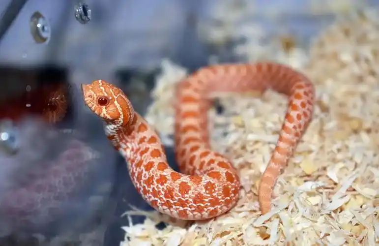 所以很多人都喜欢把它当作宠物蛇来养