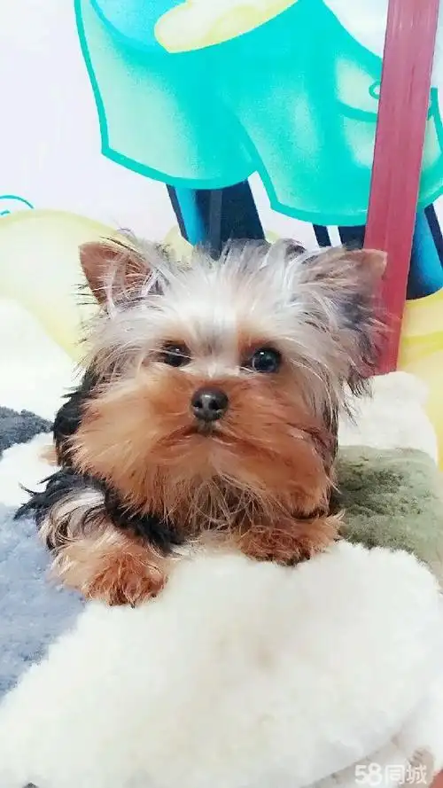 出售家养金头钢蓝背约克夏幼犬