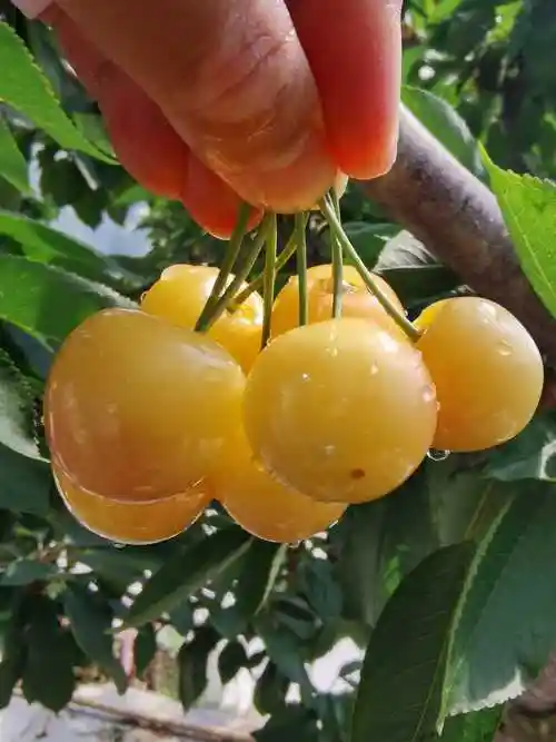 汉源摘大樱桃车厘子