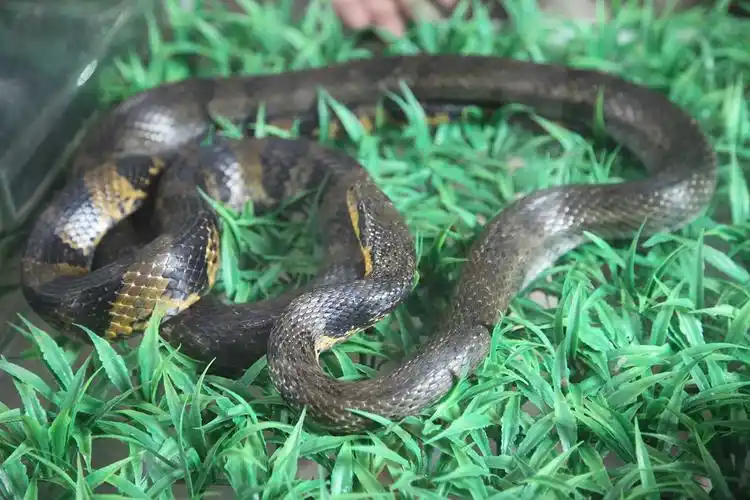 黑蛇外表看着挺吓人,性格温和,喜欢吃鸟类和鸟蛋