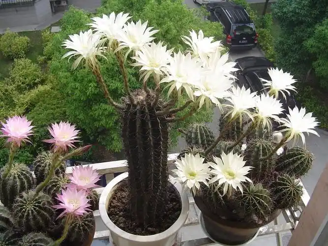 发一组历年仙人球花照片,供喜爱的摄友欣赏(320万像素的机子,全部原图