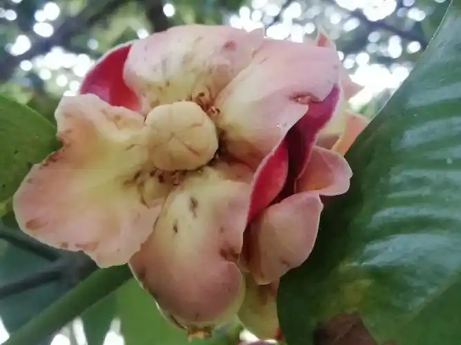 等山竹的花瓣脱落,果子逐渐变大,外壳慢慢变红,有变的坚硬.