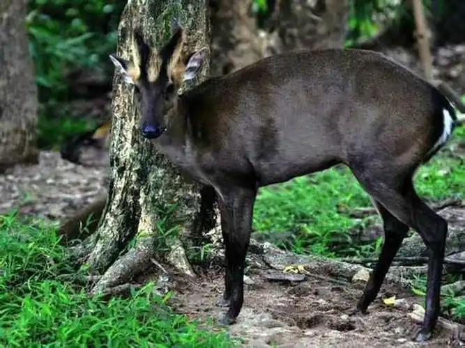 保护野生动物专题黑鹿