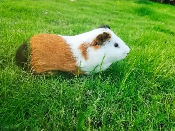 荷兰猪:迷人的迷你宠物猪品种