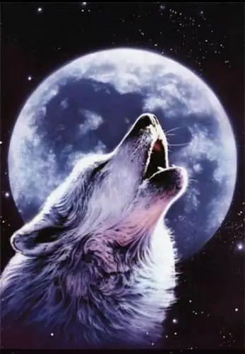 孤狼高清直播回放_孤狼小视频_孤狼神曲 _ 孤狼资料大全 - yy live