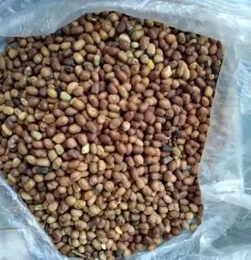 [苦参种子批发]2020年新产苦参子价格4.50元/斤 - 一亩田