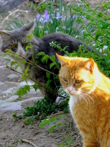 超高颜值的公园小动物