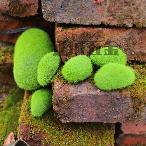 假苔藓人造青苔石头仿真绿色摆放拍摄道具盆景造景花摆件永生绿植
