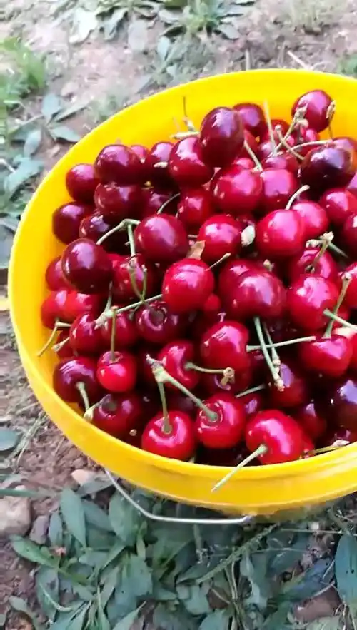乌克兰樱桃