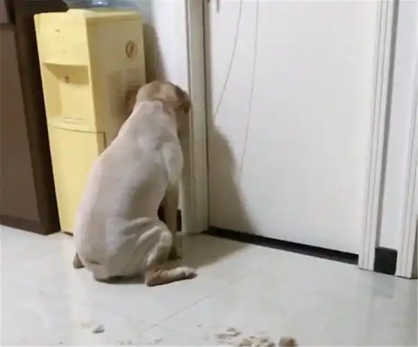 原创主人给拉布拉多剃毛,狗生气倚着墙生无可恋,狗:我不要面子的吗