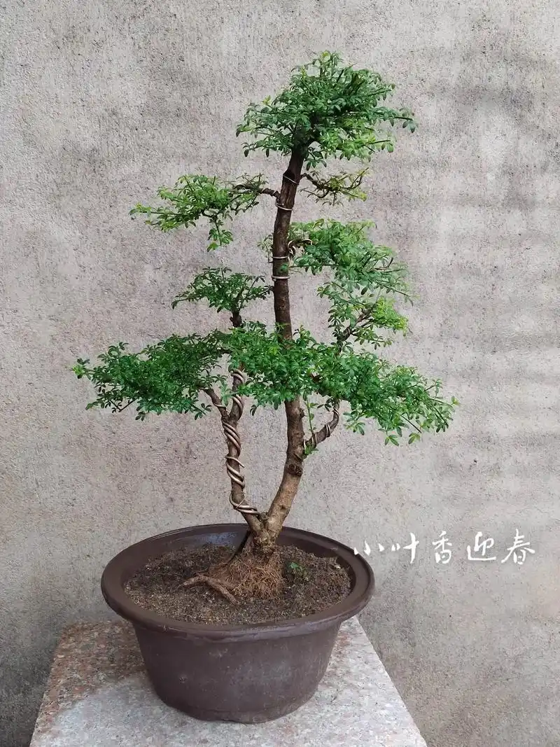 小叶香迎春#盆景#迎春花 #盆景制作 #老桩盆景 - 抖音