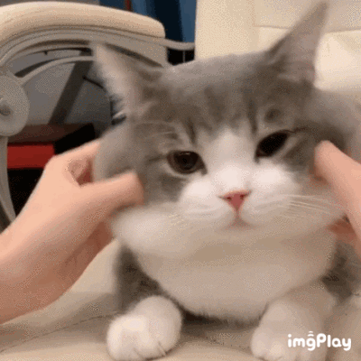 白白的猫咪表情