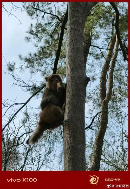 #猴子#