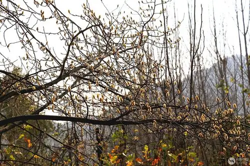 辛夷花蕾满枝头