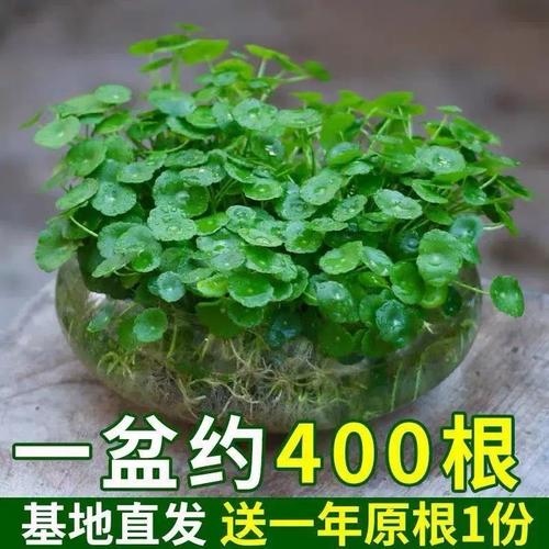 带大叶铜钱草水培土培盆栽办公室金钱草桌面绿植花草好养吸甲醛