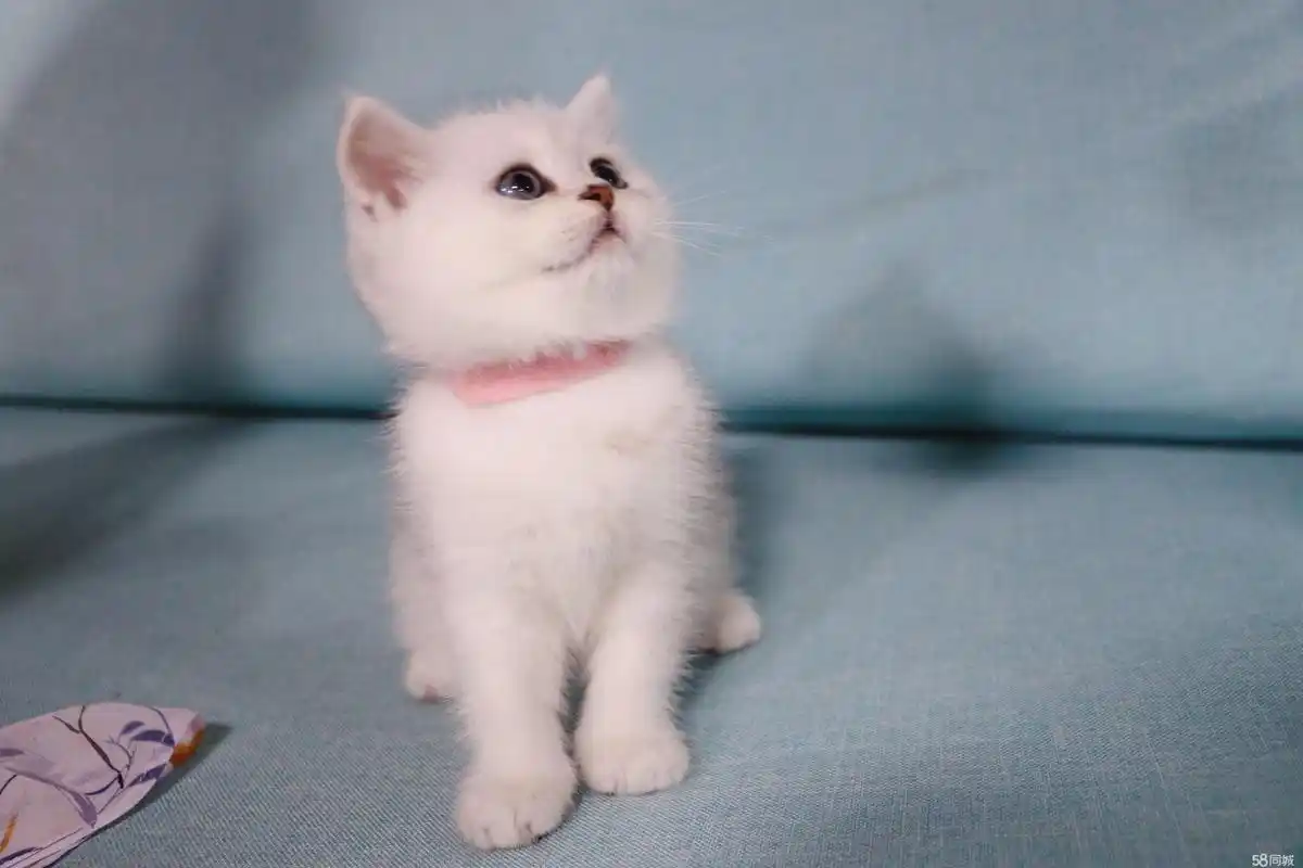 银渐层脸尖是不是串_手机搜狐网