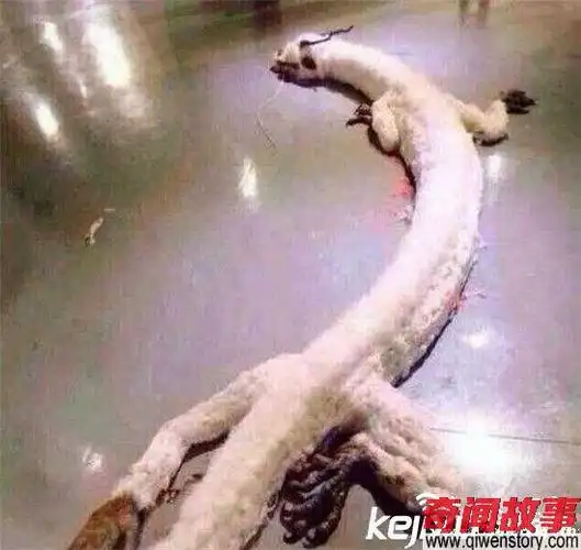 1934年营口坠龙事件走近科学专家的解释 轰动全球!