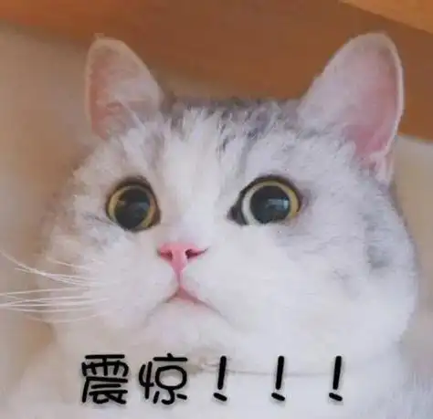 萌宠 喵星人 震惊 吃惊 呆萌 可爱