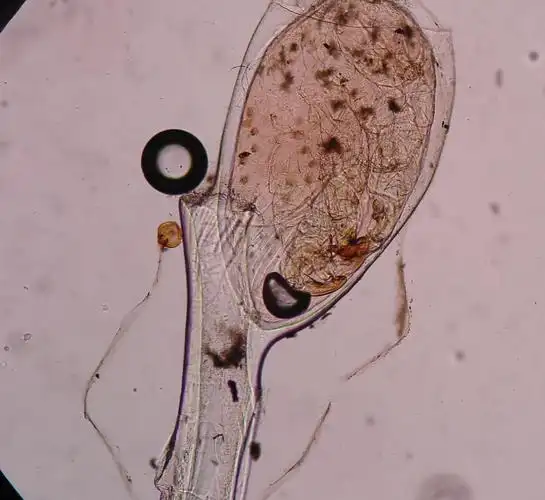 /p> p>常比喻微细的事物.又如:虮虱(虱及其卵.