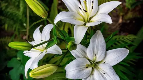 壁纸 白百合,花,花瓣,春天 2560x1920 hd 高清壁纸, 图片, 照片